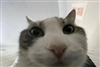 Goobertio's avatar