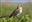 JackBlackMockingbird's avatar