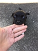 BabySnark's avatar