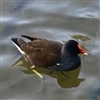 Skalz_'s avatar