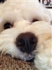Ewok431's avatar
