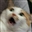 Samsquantchz's avatar