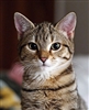 Catistic's avatar
