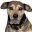 NotKarlSwartz's avatar