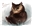 BiggestOwlBear's avatar