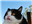 VoicesOfTheHighForest's avatar