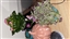 woelfelcarina25's avatar
