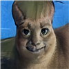 Nope643272347's avatar