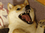 Wax_Baby's avatar