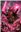 xEmeraldDragonx's avatar