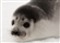 The_Sealman's avatar