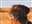 Lizzysnake7's avatar
