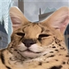 roguekiin's avatar