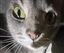 RaeDaKitty's avatar