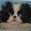 Pantsbriskley's avatar