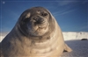 TheSealCrusader's avatar