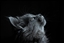 Daikiser55028's avatar