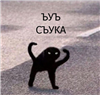 FlamboyantFoxi's avatar