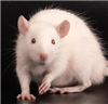 Ashe45689's avatar