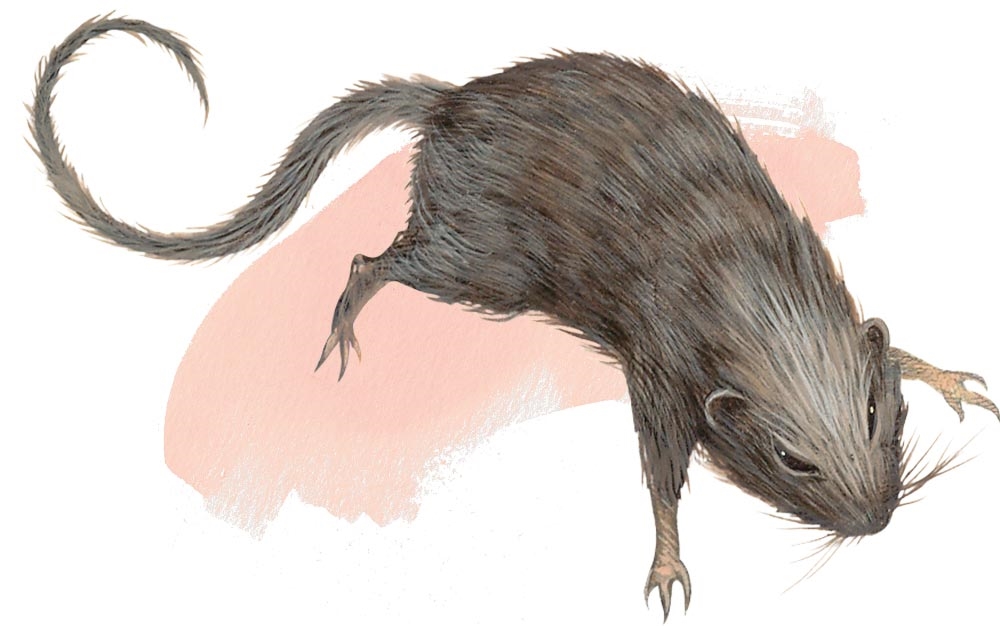 Diseased Giant Rat