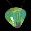 bucciedgrass's avatar