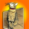 bromleylaerchenheim's avatar