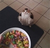 crazycat315's avatar