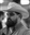 SirWhit22's avatar