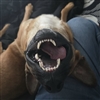 SovereignDrowned's avatar