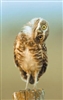 A_Rather_Bewildered_Owl's avatar