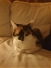 GanglionRice's avatar