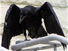 StrangeRaven's avatar
