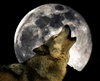 Blutwolf's avatar