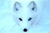 Miksch's avatar