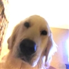 Acklious's avatar