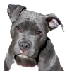 BigRan's avatar