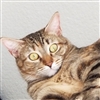 Natejg123's avatar