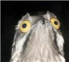 NimuSilverclaw's avatar