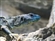 No_Lizards_in_this_Trenchcoat's avatar