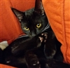 GoldenStag8781's avatar