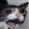Sporkipine's avatar