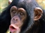 Chimp64's avatar