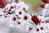 Saf_new_to_dnd's avatar