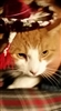 Lupial's avatar