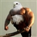 scottflwr's avatar