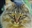 RomyCat's avatar