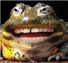 Prizmadonna's avatar