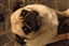 Rauul_Lightfoot's avatar