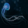 Sarkas's avatar