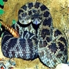 CrotalusOreganus's avatar